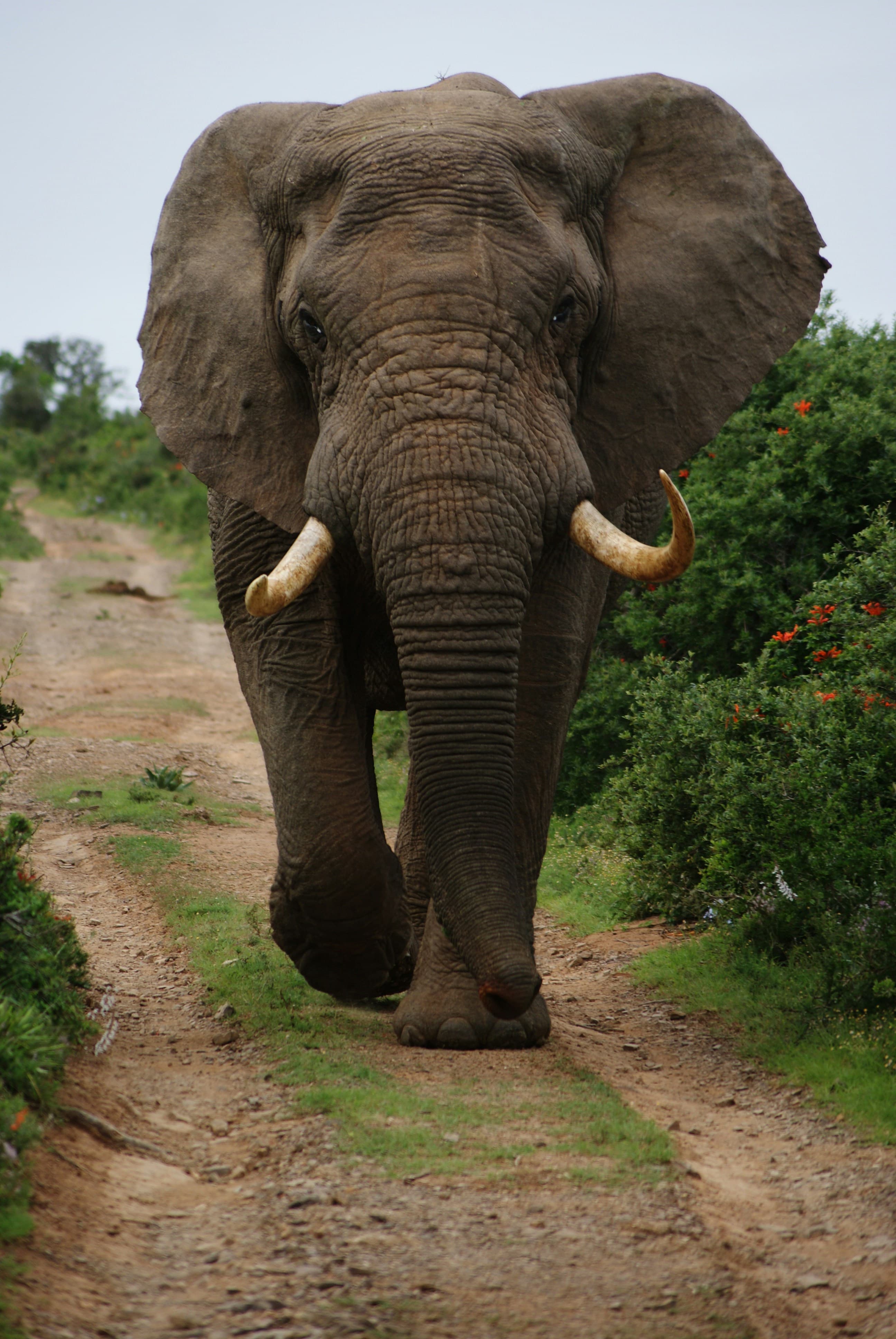 The Elephants We'll Never Forget
