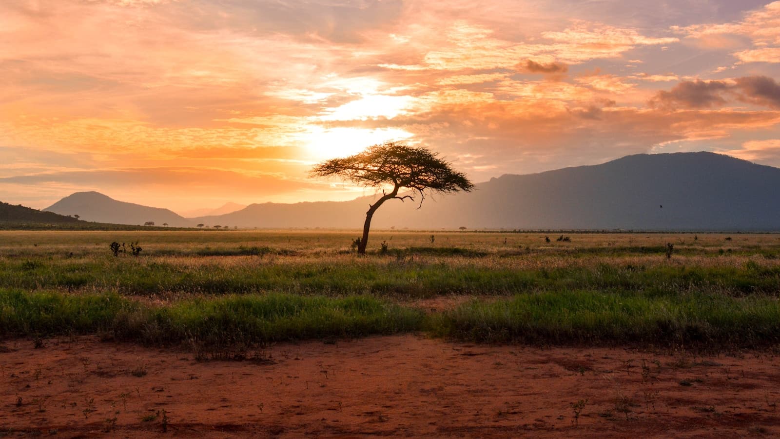 African landscape at golden hour