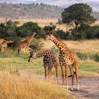 Ultimate Botswana Experience